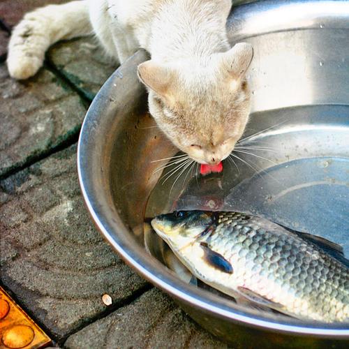 王者猫吃鱼_网友猫吃鱼